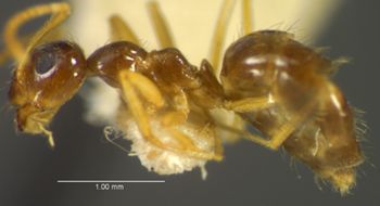 Media type: image;   Entomology 21679 Aspect: habitus lateral view